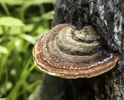 A close-up of a brown and tan mushroom growing on the side of a tree trunk, surrounded by green grass.