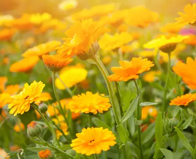 A vibrant field of orange and yellow flowers with green stems and leaves, illuminated by warm sunlight.