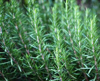 Close-up of green rosemary sprigs with needle-like leaves.