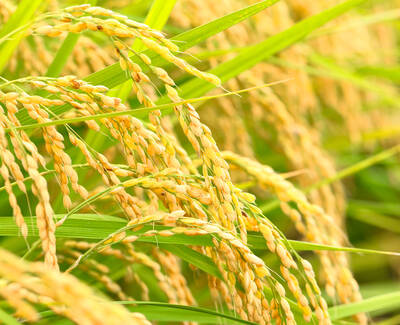 Close-up of ripe rice grains hanging from green stalks, showcasing a vibrant yellow color against lush green foliage.