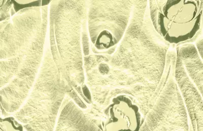 Close-up image of a textured surface resembling cells, with translucent shapes and circular features in a pale, muted color palette.