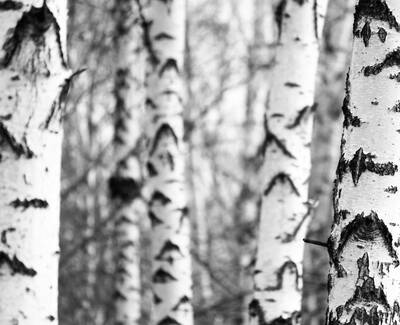 A close-up view of white birch tree trunks, showcasing their textured bark in a black and white setting. Blurred trunks recede into the background, creating a serene forest atmosphere.