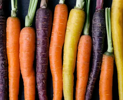 A row of fresh carrots in various colors, including orange, purple, and yellow, arranged side by side against a dark background.