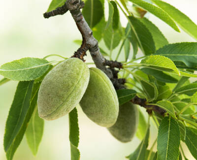 A close-up of a branch with green almond nuts surrounded by leaves.